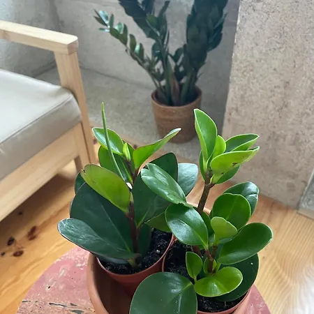 Clerigos Cordoaria 1 Bedroom * פורטו